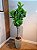 Planta Arvore Artificial Ficus Elástica Real Toque X82 Verde 1,50m - Imagem 2
