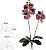 Haster Orquidea Phalaenopsis C/Folhagem Real Toque X6 Beauty Creme 50cm - Imagem 1