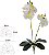 Haster Orquidea Phalaenopsis C/Folhagem Real Toque X6 Branco 50cm - Imagem 1