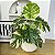 Planta Artificial Costela de Adão 60cm / 100cm - Imagem 3