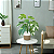 Planta Artificial Costela de Adão 60cm / 100cm - Imagem 2