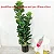 Planta Artificial Ficus Lyrata Tropical de 30cm a 150cm - Imagem 14