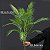 Planta Artificial Palmeira de 50cm a 70cm - Imagem 7