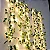 Decoração para Casa, Árvore de Natal, Flor Verde + Luzes LED - Imagem 1