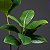 Planta Artificial Árvore Ficus 105cm Duas Folhas - Imagem 5