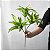 Planta Artificial Dracena 36cm 3 Troncos - Imagem 6