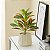 Plantas Artificial Croton De 24cm a 41cm Forração - Imagem 14
