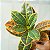 Plantas Artificial Croton De 24cm a 41cm Forração - Imagem 18