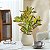 Plantas Artificial Croton De 24cm a 41cm Forração - Imagem 3