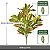 Plantas Artificial Croton De 24cm a 41cm Forração - Imagem 10