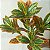 Plantas Artificial Croton De 24cm a 41cm Forração - Imagem 4
