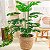 Planta Artificial Costela de Adão 70cm 18 Folhas - Imagem 1