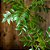 Planta Artificial Ficus 76cm - 140cm Verde Decoração Casa e Jardim - Imagem 9