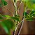 Planta Artificial Ficus 76cm - 140cm Verde Decoração Casa e Jardim - Imagem 8