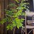 Planta Artificial Ficus 76cm - 140cm Verde Decoração Casa e Jardim - Imagem 12