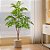 Planta Artificial Ficus 76cm - 140cm Verde Decoração Casa e Jardim - Imagem 7