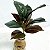 Planta Artificial Ficus 43cm 9 Folhas Diversos Modelos - Imagem 10