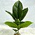 Planta Artificial Ficus 43cm 9 Folhas Diversos Modelos - Imagem 15
