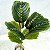 Planta Artificial Ficus 43cm 9 Folhas Diversos Modelos - Imagem 12