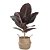 Planta Artificial Ficus 43cm 9 Folhas Diversos Modelos - Imagem 2