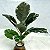 Planta Artificial Ficus 43cm 9 Folhas Diversos Modelos - Imagem 13