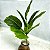 Planta Artificial Ficus 43cm 9 Folhas Diversos Modelos - Imagem 4