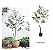 Planta Artificial Oliveira Grande com Pote 60 - 240cm, Tropical para Casa, Escritório, Decoração - Imagem 17