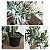 Planta Artificial Oliveira Grande com Pote 60 - 240cm, Tropical para Casa, Escritório, Decoração - Imagem 6