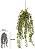 Planta Artificial Folhagem Kokedama Dischidia Pendurar C/Print X36 Verde 1,06cm - Imagem 1