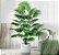 Planta Artificial Palmeira Leque 60cm - 105cm Para Sala, Varanda e Escritório - Imagem 7