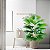 Planta Artificial Palmeira Leque 60cm - 105cm Para Sala, Varanda e Escritório - Imagem 22