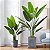 Planta Artificial Árvore Bananeira 90cm - 1,20m Decoração de Casa - Imagem 7