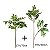 Planta Artificial Árvore Ficus Feliz Decoração De Casa 70cm - 200cm - Imagem 12