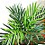 Plantas artificial Árvore Palmeira tropical Verde 40cm - Imagem 14