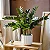 Planta Artificial Árvore Tropical Zamioculca Hastes 45cm - 65cm - Imagem 4