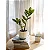 Planta Artificial Árvore Tropical Zamioculca Hastes 45cm - 65cm - Imagem 3