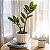 Planta Artificial Árvore Tropical Zamioculca Hastes 45cm - 65cm - Imagem 5