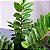 Planta Artificial Árvore Tropical Zamioculca Hastes 45cm - 65cm - Imagem 7