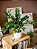 Planta Artificial Árvore Tropical Zamioculca Hastes 45cm - 65cm - Imagem 6