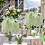 Planta Artificial Arvore De Wisteria Pendurado Para Decoração Cerejeira 100m - 180m - Imagem 4