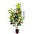 Planta Artificial Arvore Grande Macieira Verde 1m - 150m - Imagem 11
