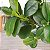 Planta Artificial De Ficus Decorativa Ramos Longos Verde 70cm - Imagem 4