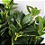 Planta Artificial De Ficus Decorativa Ramos Longos Verde 70cm - Imagem 5