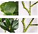 Planta Artificial De Ficus Decorativa Ramos Longos Verde 70cm - Imagem 19