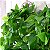 Planta Artificial Videiras para decoração 105cm - Imagem 3