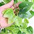 Planta Artificial Videiras para decoração 105cm - Imagem 16