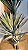 Planta Artificial Arvore Yucca X100 Verde 1,6m - Imagem 8