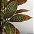 Planta Artificial Croton 30 - 35 cm - Imagem 8