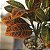 Planta Artificial Croton 30 - 35 cm - Imagem 5