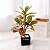 Planta Artificial Croton 30 - 35 cm - Imagem 2